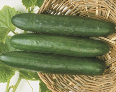 Sweet Slice Hybrid Cucumber Seeds